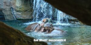 marawayzoo3